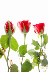 Drei rote Rosenblüten Liebe Romantik