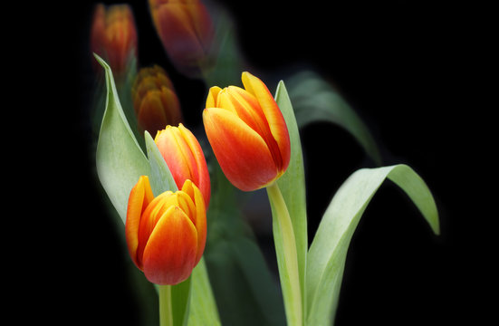 Red-yellow tulip flowers on black background