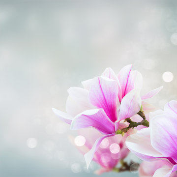 Fototapeta Blossoming pink  magnolia Flowers