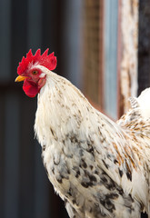 rooster in the farm