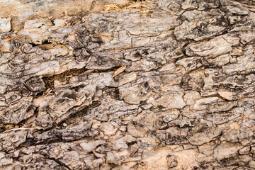 Brown old wood pattern texture background.