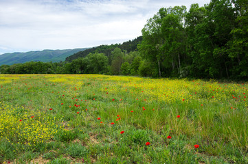 Field of blooming poppies