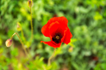 Field of blooming poppies