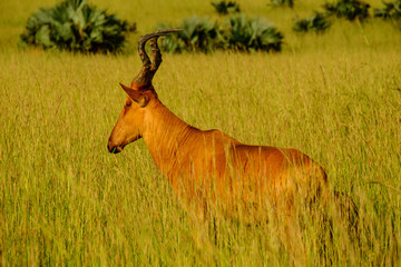  Hartebeest