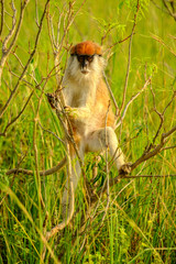 Patas Monkey