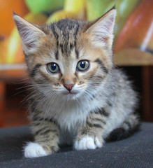 little tricolor kitten