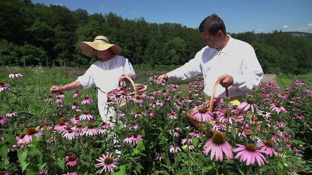 Man and woman piking flower in the middle of the fild