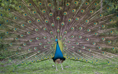 pavo real con las alas extendidas © enrique1972