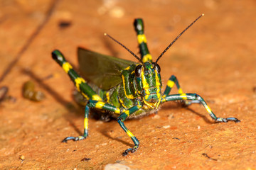 Green grasshopper on brown ground