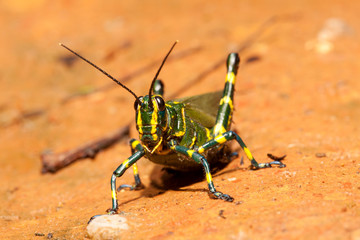 Green grasshopper on brown ground