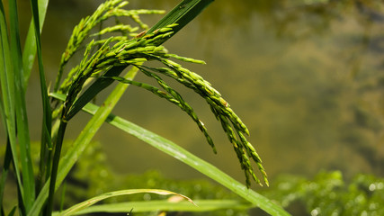 Paddy rice fields in rural countryside.