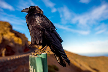 Black raven sitting on the road sign on the blue sky background