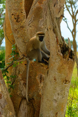 Vervet Monkey