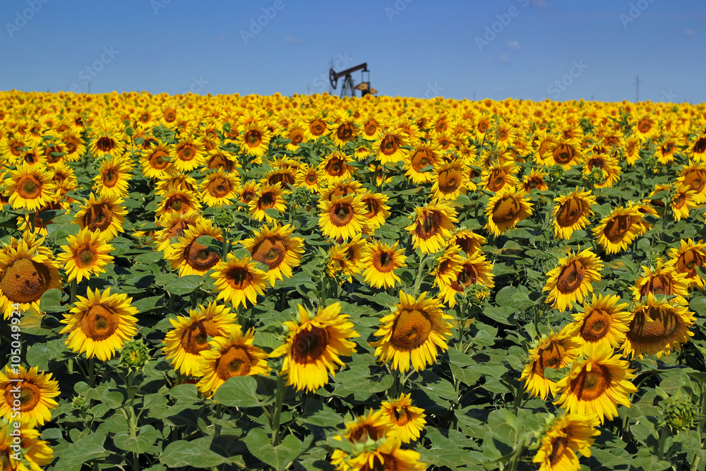 Wall mural oil rig and sunflower filed