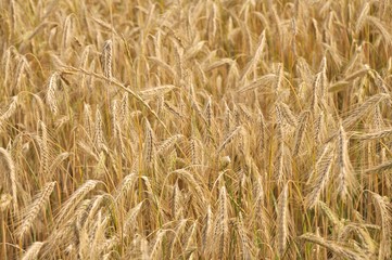 Goldenes Getreidefeld