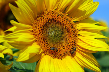 Sunflower