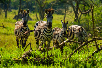 Fototapeta na wymiar Zebra 3