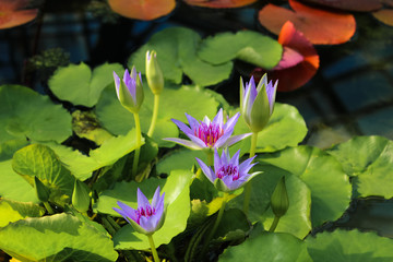Water lily Nymphaea caerulea
