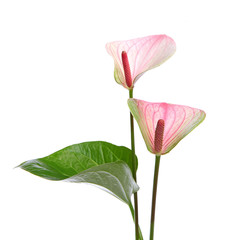 Anthurium