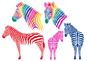 Colored zebras, vector set