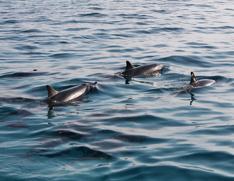 delfini al largo