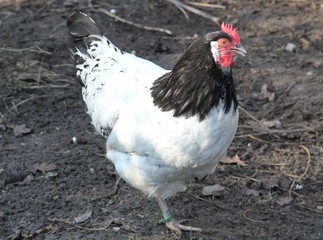 Schwarzweißes Huhn in Nahaufnahme