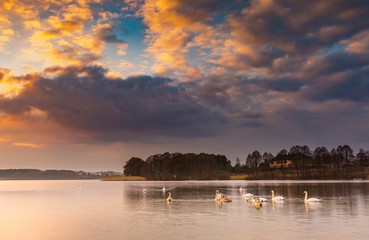 Lake landscape with swimming swans