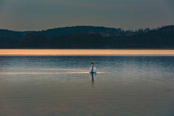 Fototapeta na wymiar Lake landscape with swimming swans