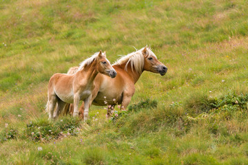 Palomino horse and her colt