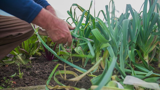 Man is cut the useless leaves on just harvested leeks