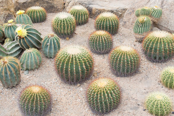 golden barrel cactus in garden