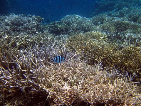 Fototapeta coral reef in Galapagos Islands