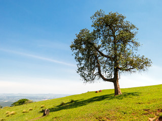 Fototapeta na wymiar Lonely tree on sloping green grass hill