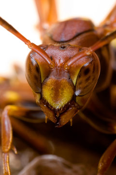 Wasp close