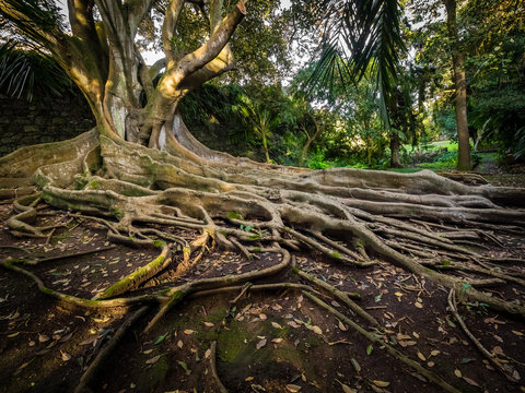 Fototapeta Enormous fig tree roots