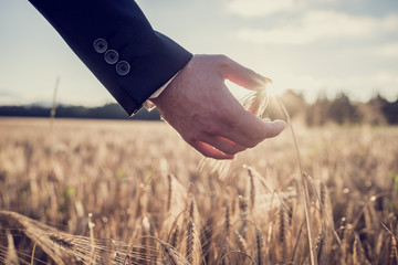 Hand of a businessman touching a ripe ear of wheat