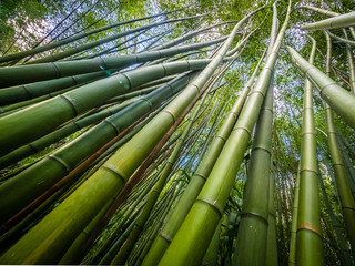 Bamboo forest