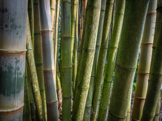Fototapeta premium Bamboo forest