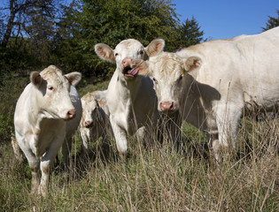 Fototapeta na wymiar Contented Cows In Pasture