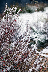 Barberry shrub in garden under first snow