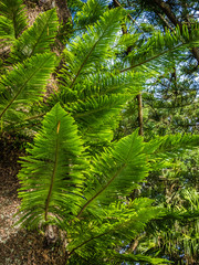 Giant fern detail