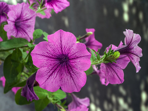 Bindweed