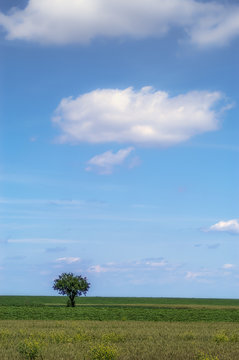 The lonely tree