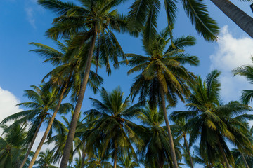 Fototapeta na wymiar Coconut trees against sky