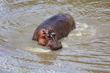 an hippo at the masai mara national park kenya africa