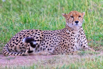 beautiful cheetah resting at the masai mara