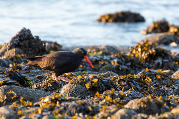 Black Oystercatcher