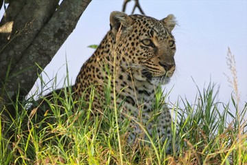 portrait of a leopard at the masai mara national park kenya africa