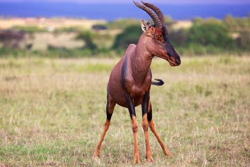 portrait of an hartebeest at the masai mara national park