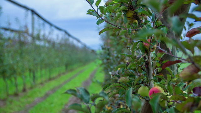 Apple orchard in the countryside 